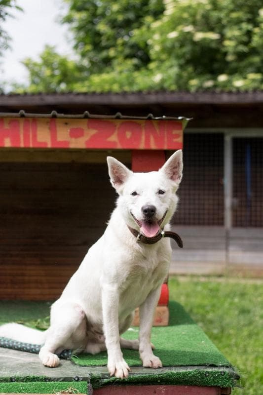 Timmy - Deutscher Schäferhund - Bild 2