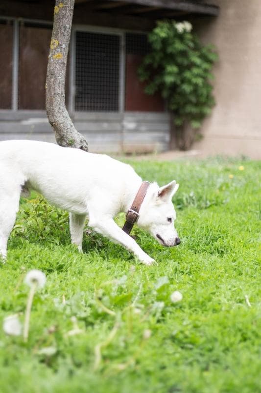 Timmy - Deutscher Schäferhund - Bild 3