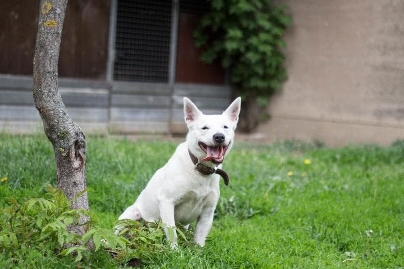Timmy - Deutscher Schäferhund - Bild 6