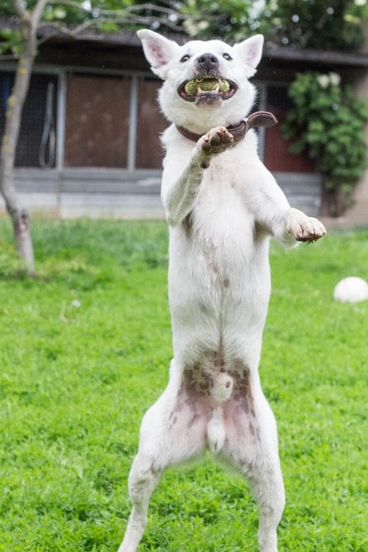 Timmy - Deutscher Schäferhund - Bild 5