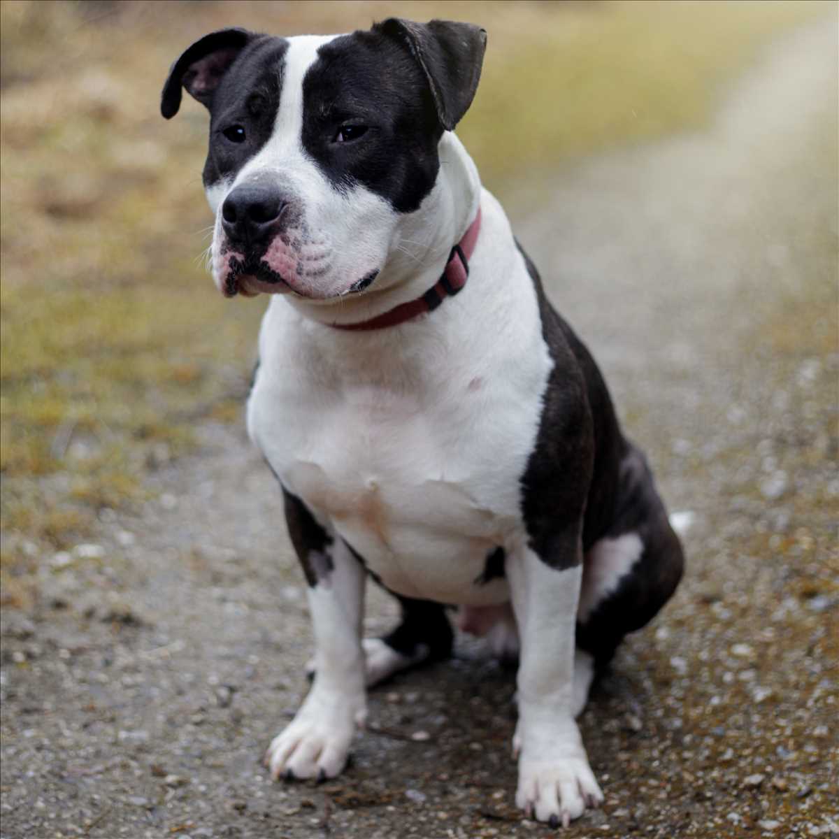 Arlo - American Staffordshire Terrier - Bild 2