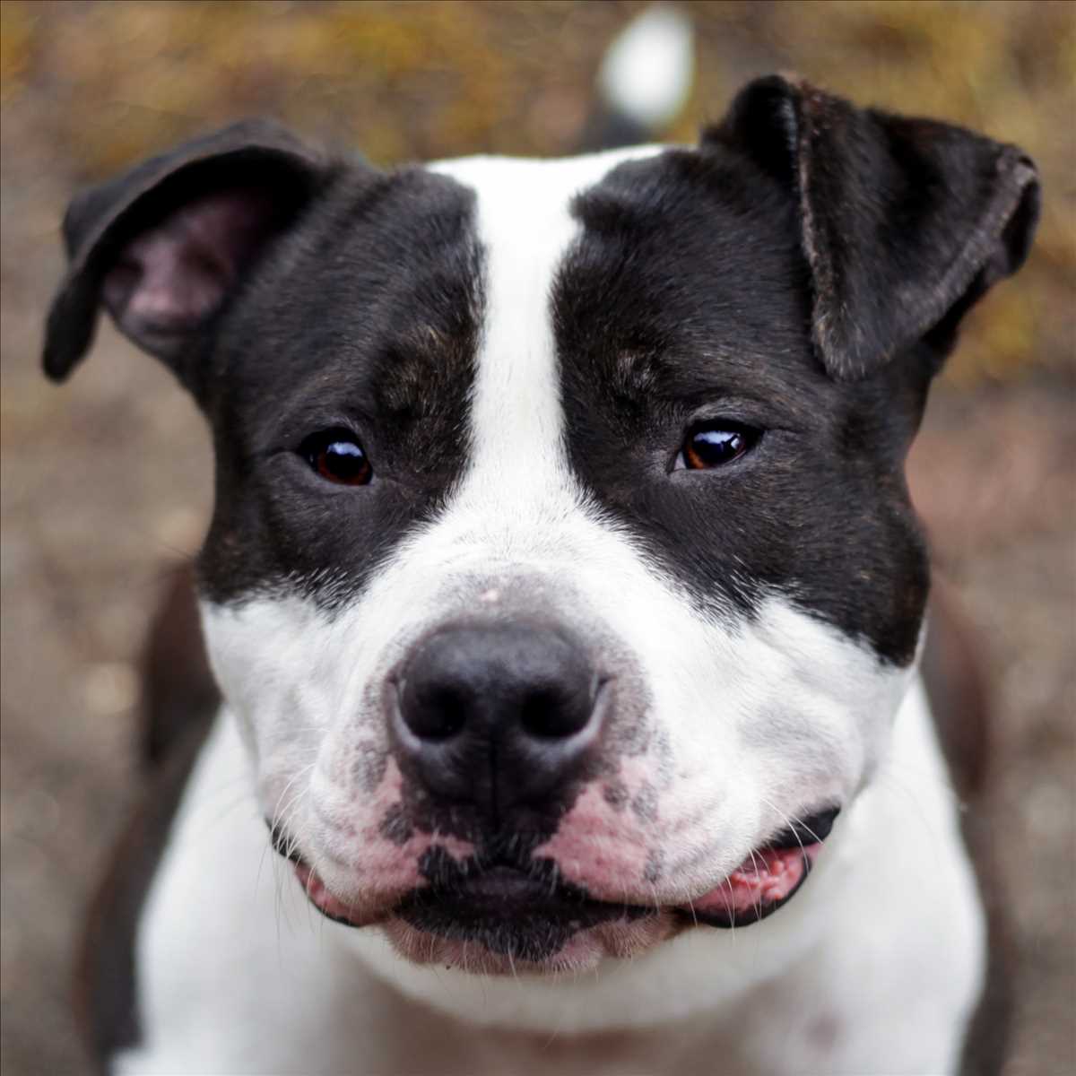 Arlo - American Staffordshire Terrier - Bild 3