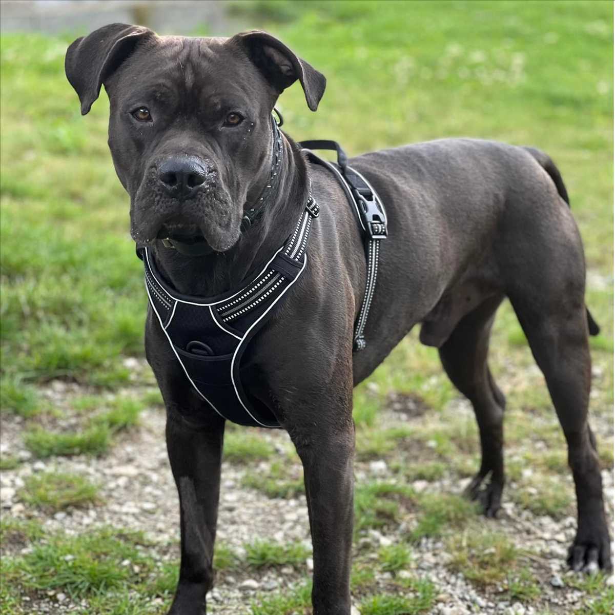 Cane Corso Italiano-Mix Lino