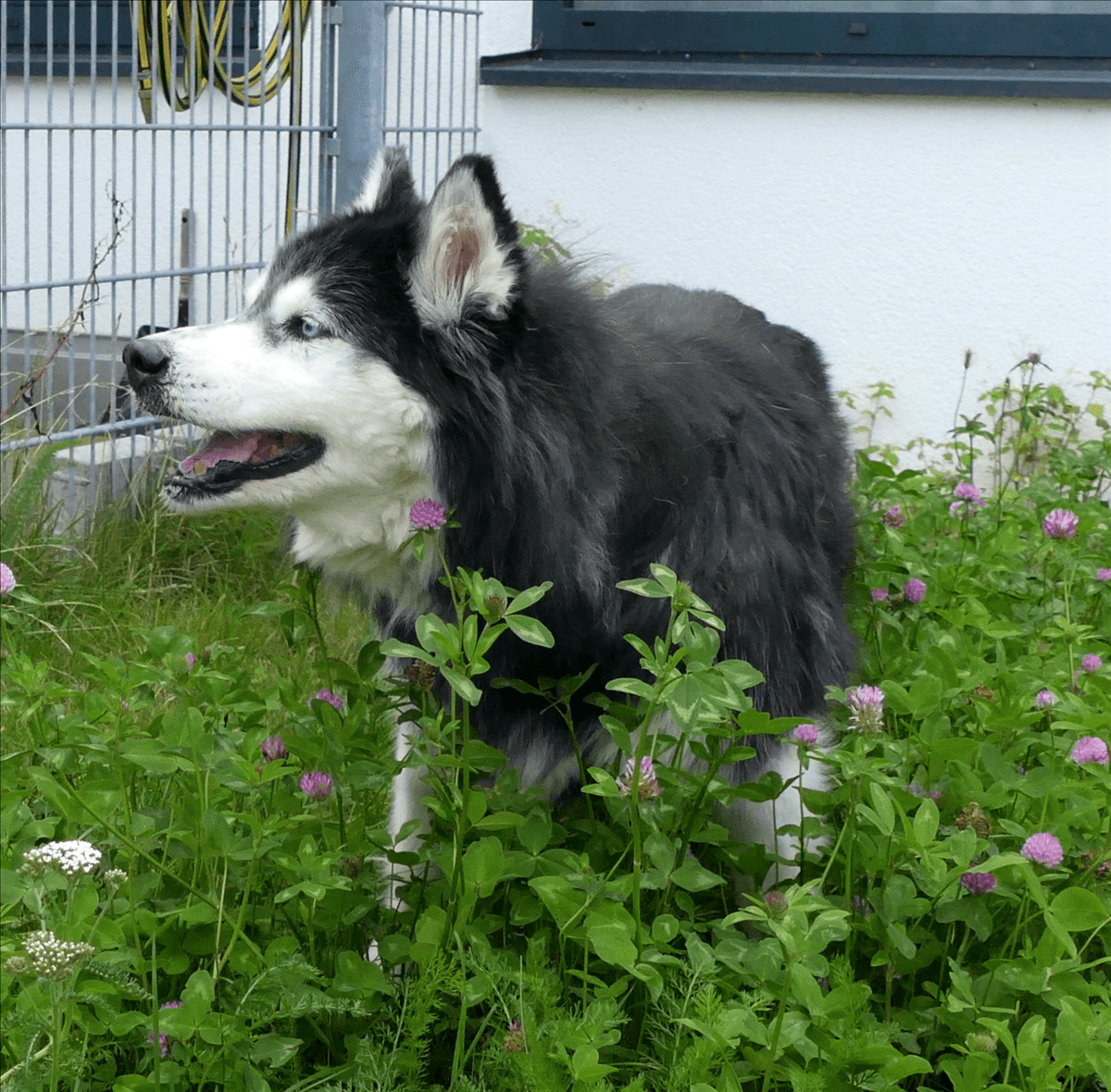Siberian Husky Sharlot