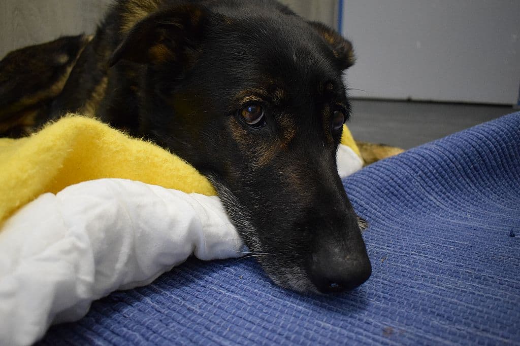 Xaverl - Deutscher Schäferhund - Bild 5