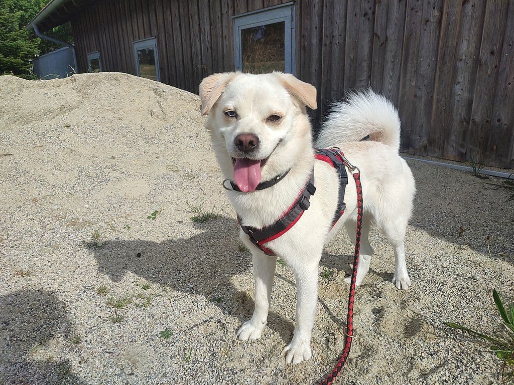 Sam - Mops, Siberian Husky - Bild 1