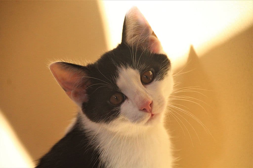 Findus - - Bild 3