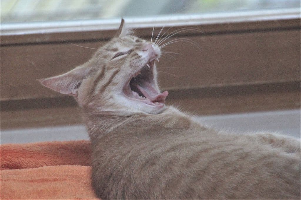 Finn - - Bild 3