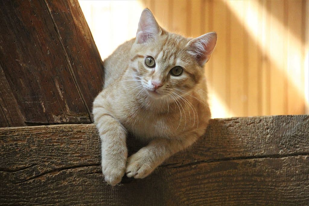 Finn - - Bild 1