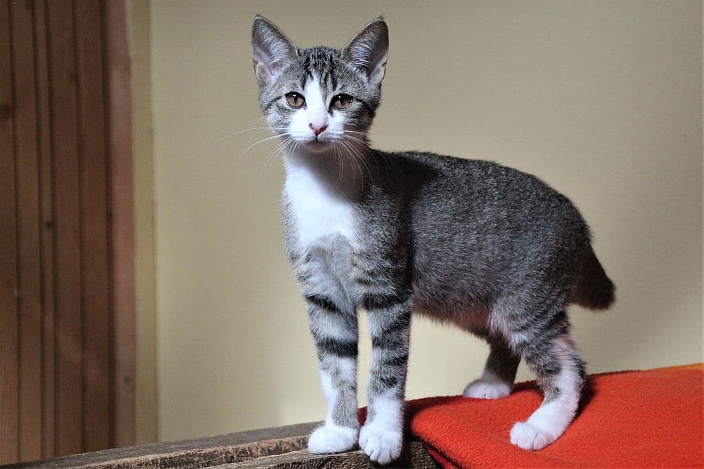 Felina - - Bild 1