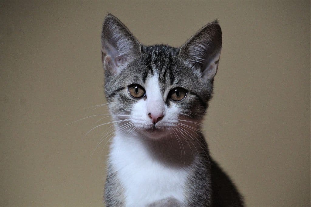 Felina - - Bild 3