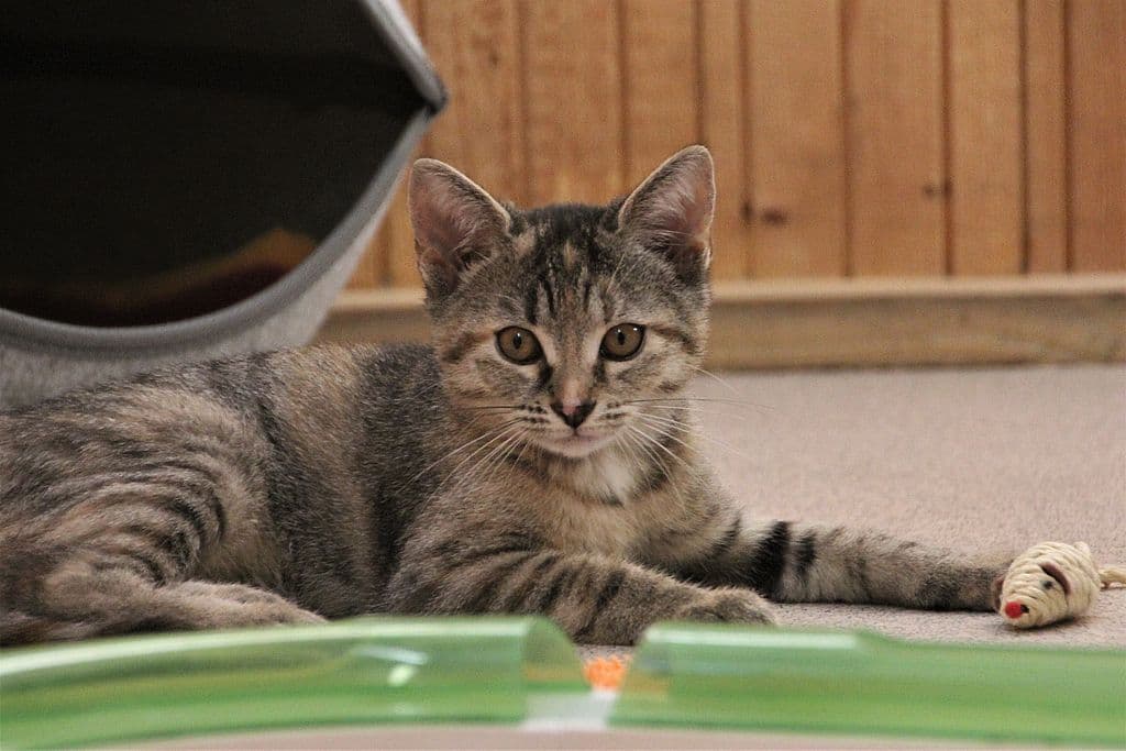 Fiona - - Bild 1