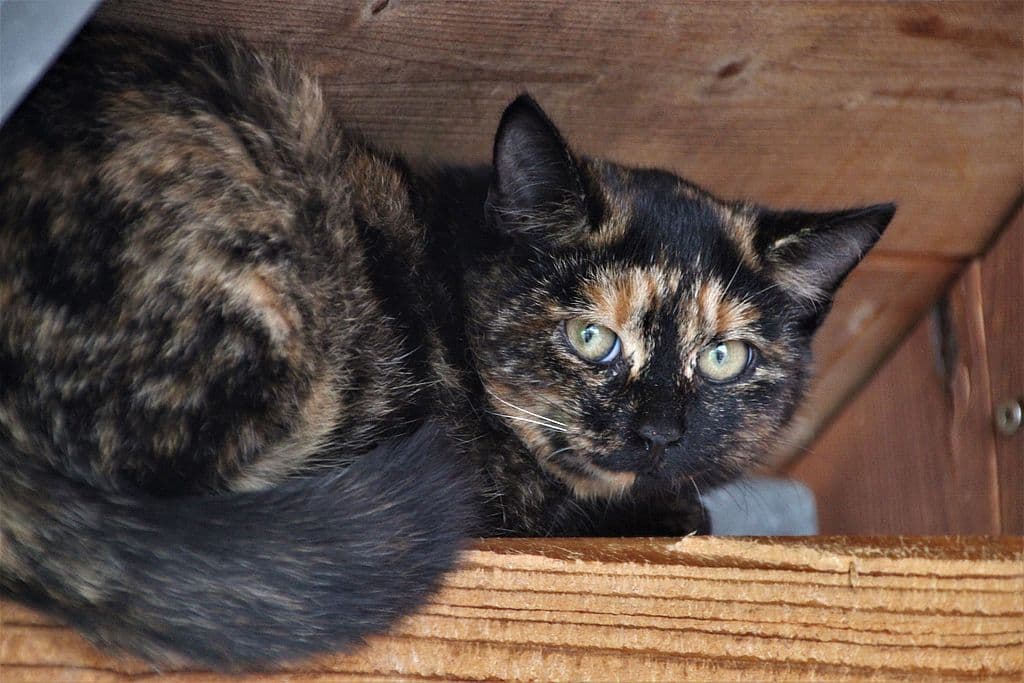 Viper - - Bild 1