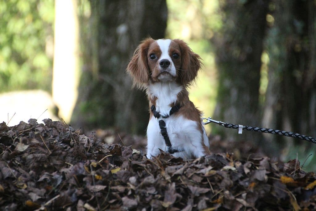 King-Charles-Spaniel, Cavalier King Charles Spaniel William
