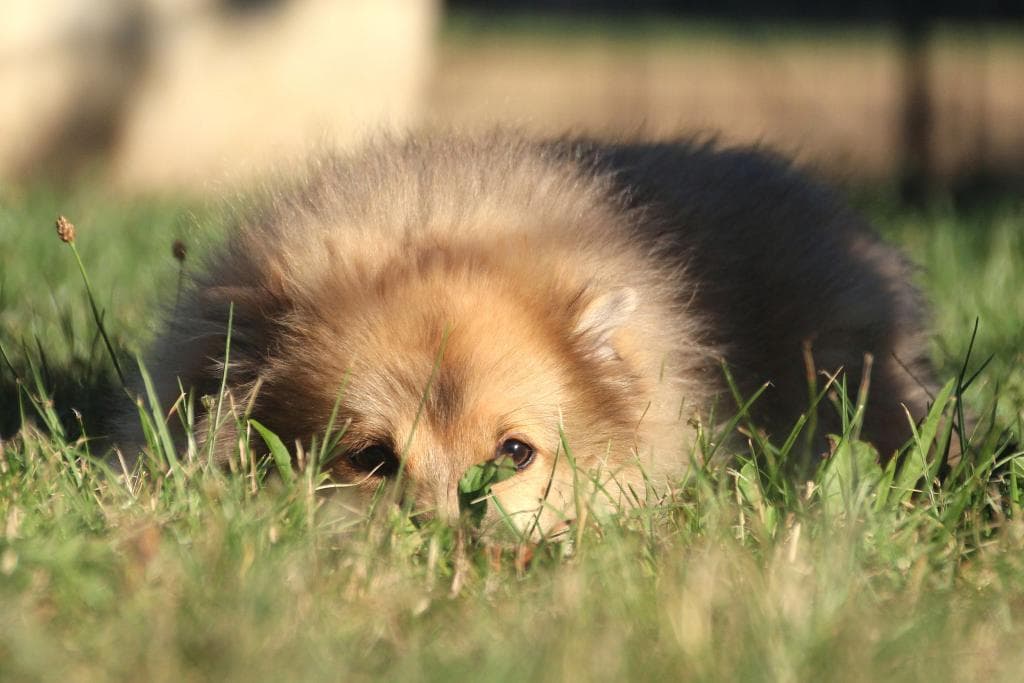 Spitz - - Bild 3