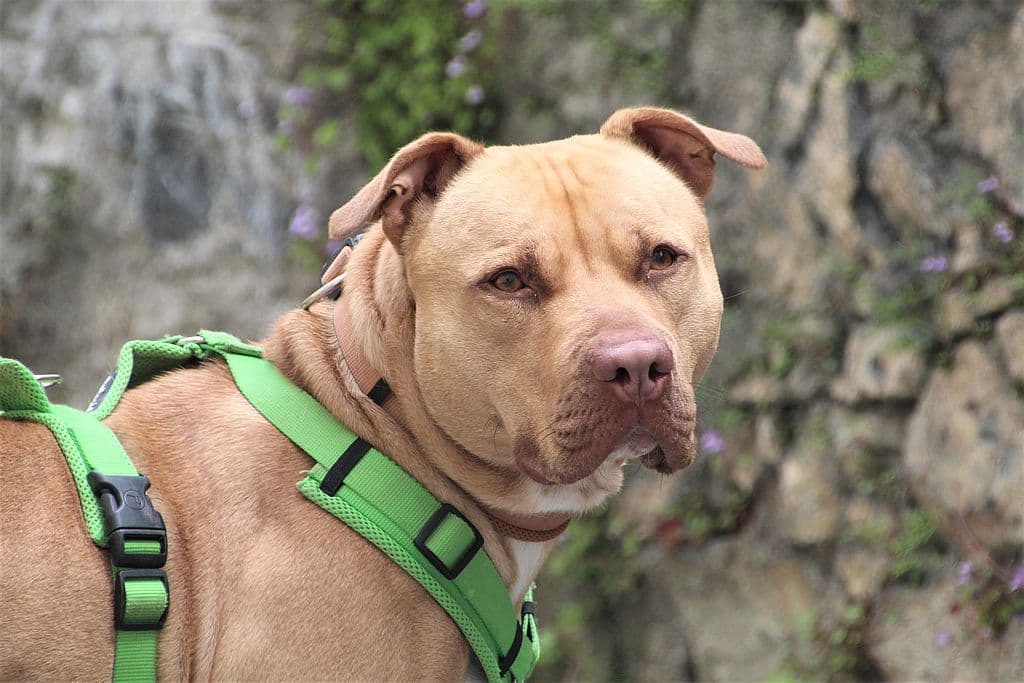 Ace - American Staffordshire Terrier - Bild 8