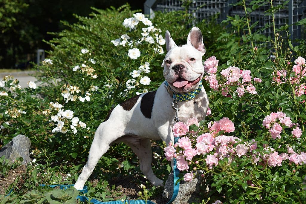 Französische Bulldogge Archie