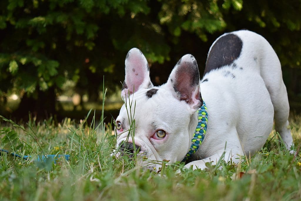 Archie - Französische Bulldogge - Bild 7