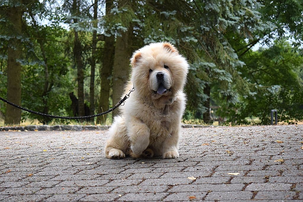 Chow-Chow Lion