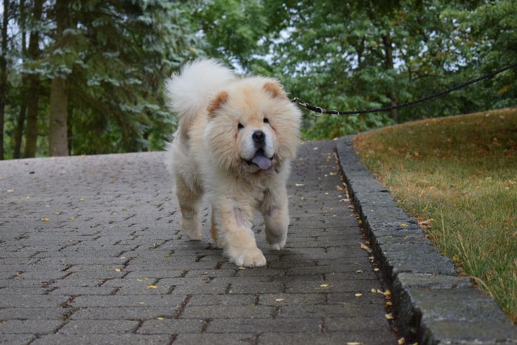 Lion - Chow-Chow - Bild 3