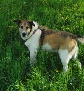 Carlos - - Bild 2