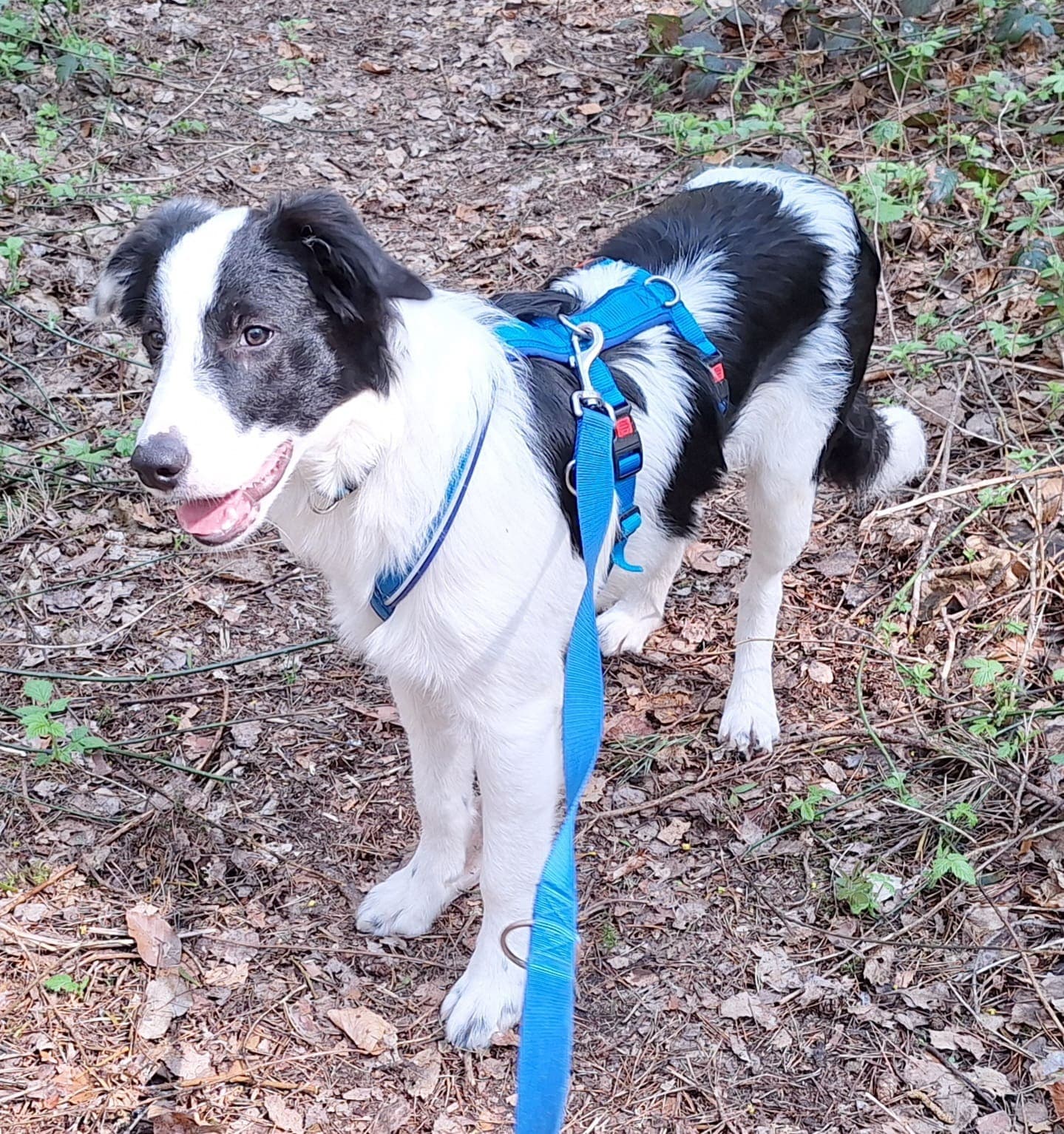 Mik - Border Collie - Bild 6