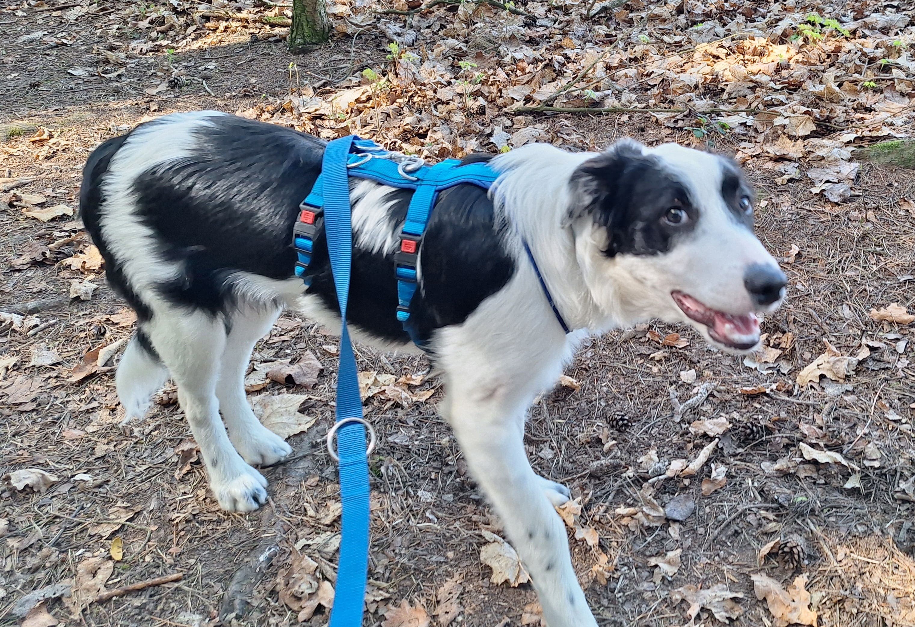 Mik - Border Collie - Bild 8