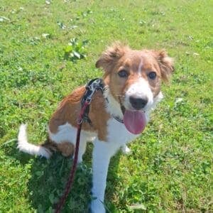 Border Collie-Mix Mik