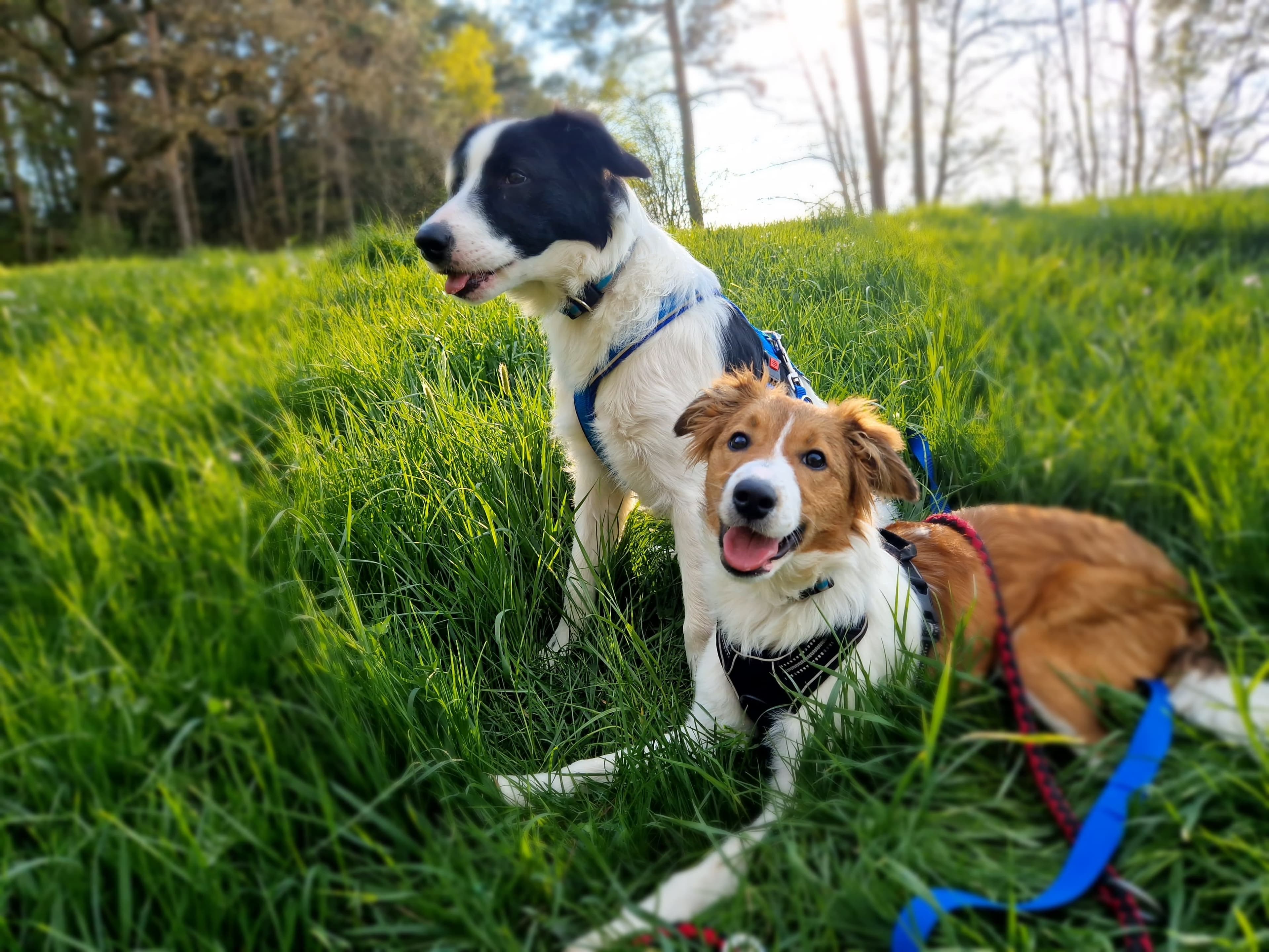 Mik - Border Collie - Bild 9