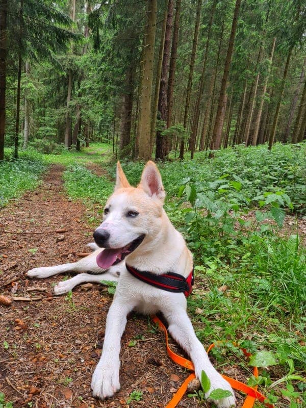 Anakin - Akita - Bild 4