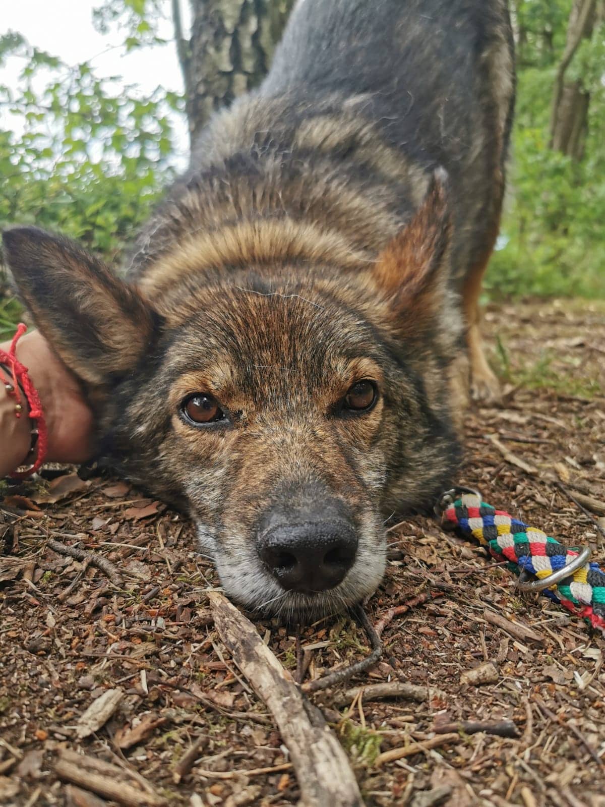 Duke - - Bild 2