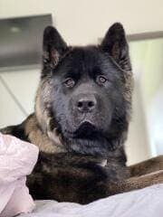 Teddy - Akita, American Akita - Bild 1