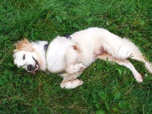 Golden Retriever Ronja