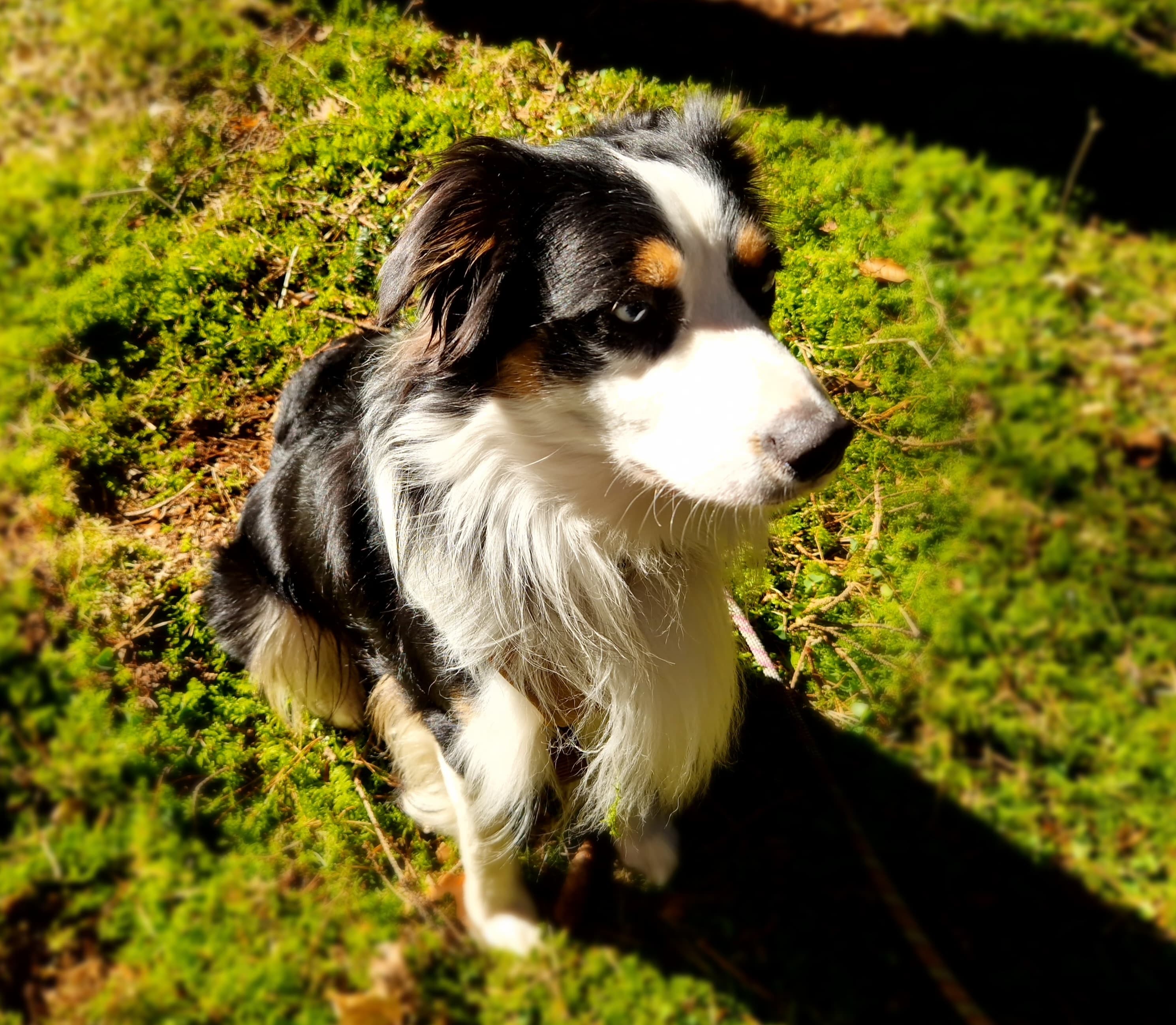 Blue - Australian Shepherd - Bild 4