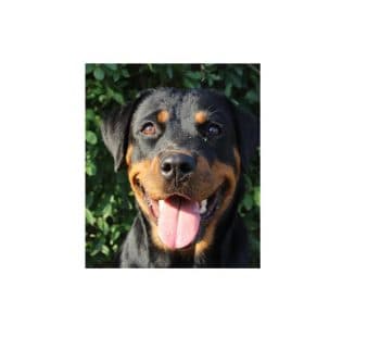 Rottweiler Riot