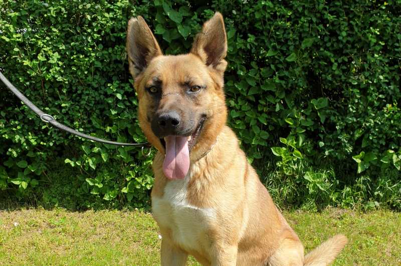 Leon - Belgischer Schäferhund, Deutscher Schäferhund - Bild 4