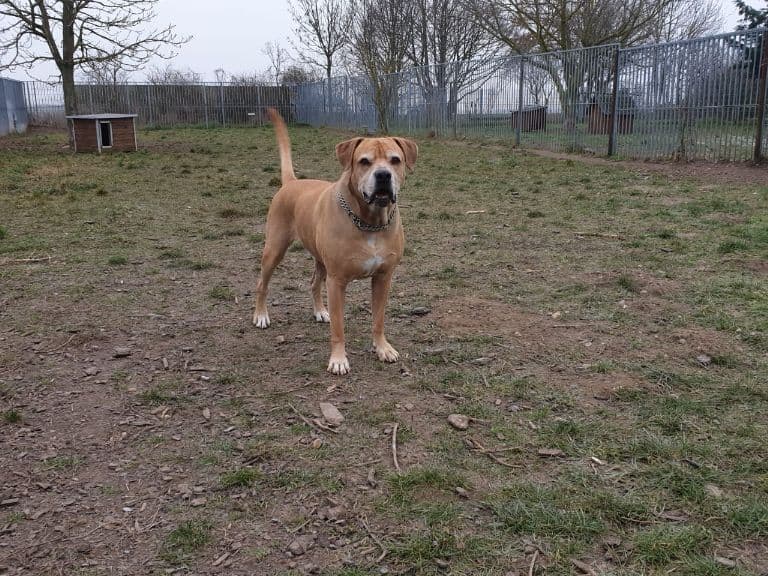 Schröder - Labrador Retriever, Englische Bulldogge, Deutsche Dogge - Bild 8