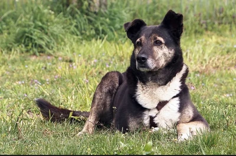 Tasco - - Bild 3