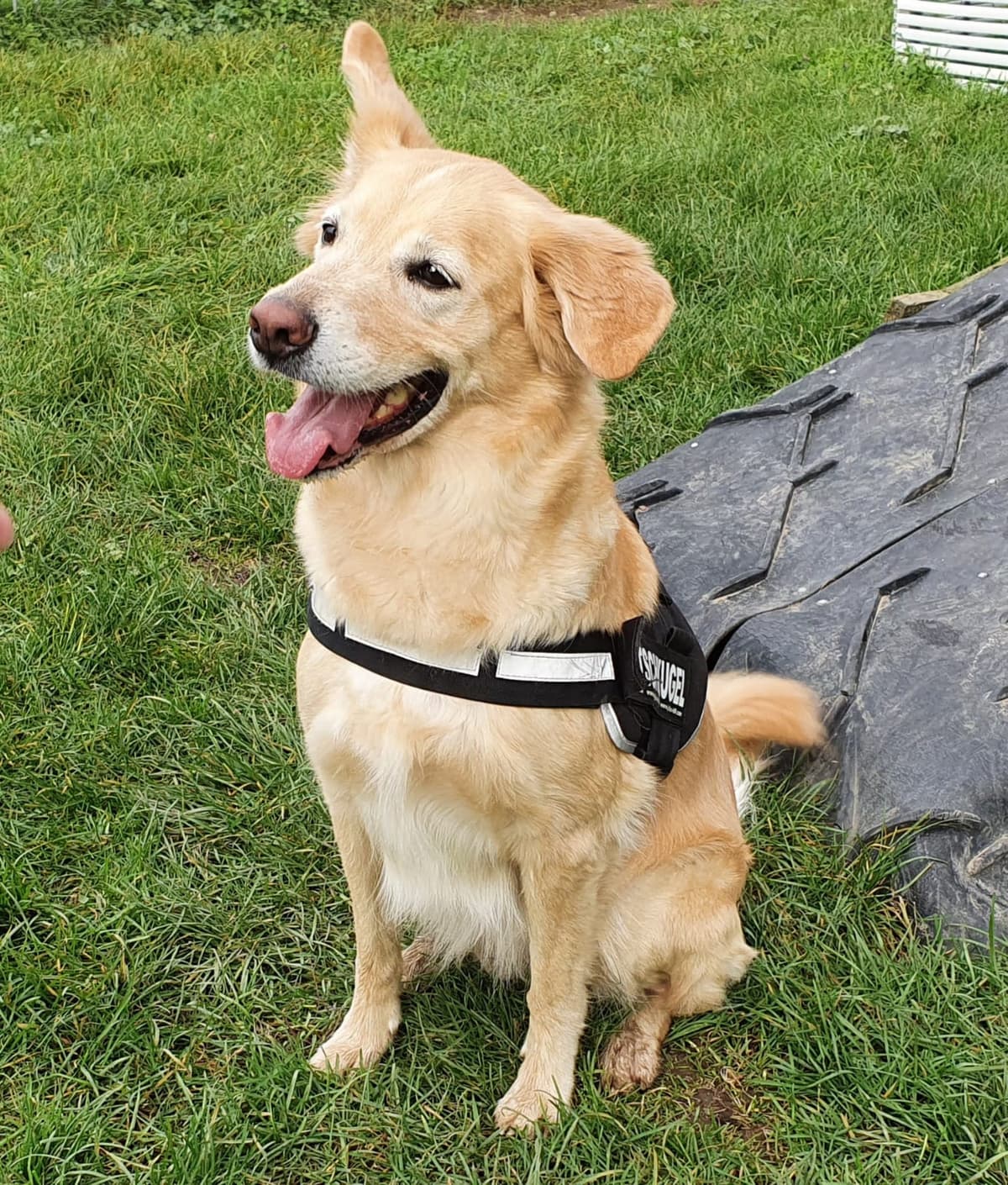 Cora - Labrador Retriever, Deutscher Schäferhund - Bild 4