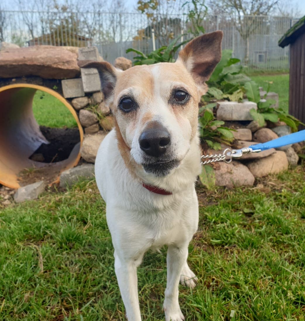 Josie - Jack Russell Terrier - Bild 2
