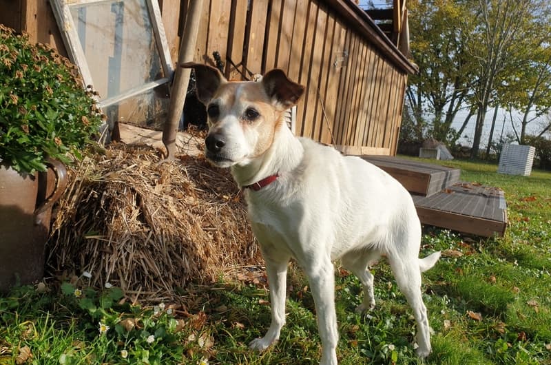 Jack Russell Terrier Josie