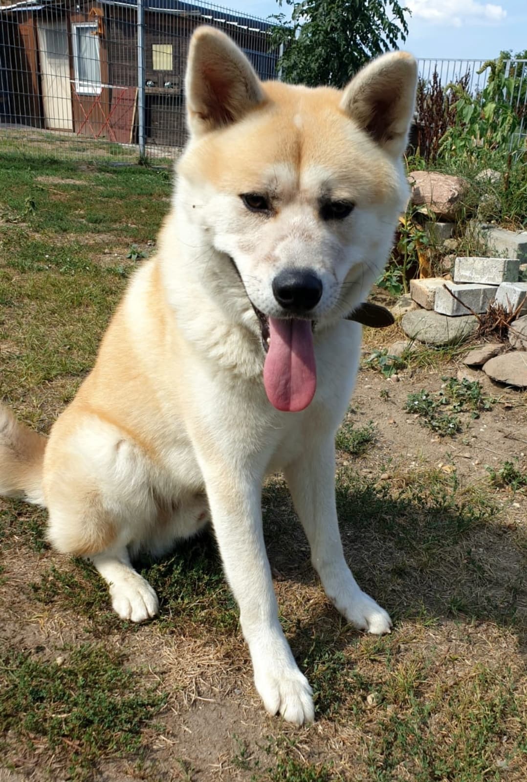 Ates - Akita - Bild 4