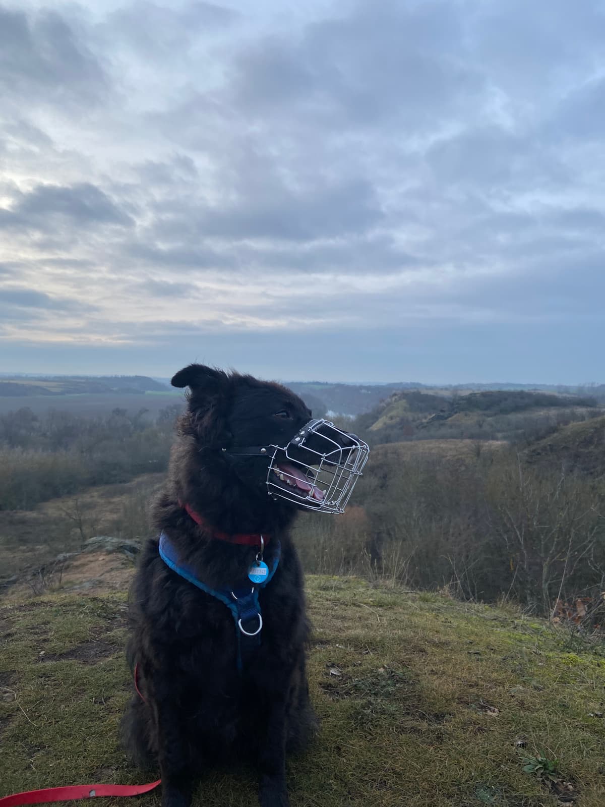 Carlo - Deutscher Schäferhund - Bild 3