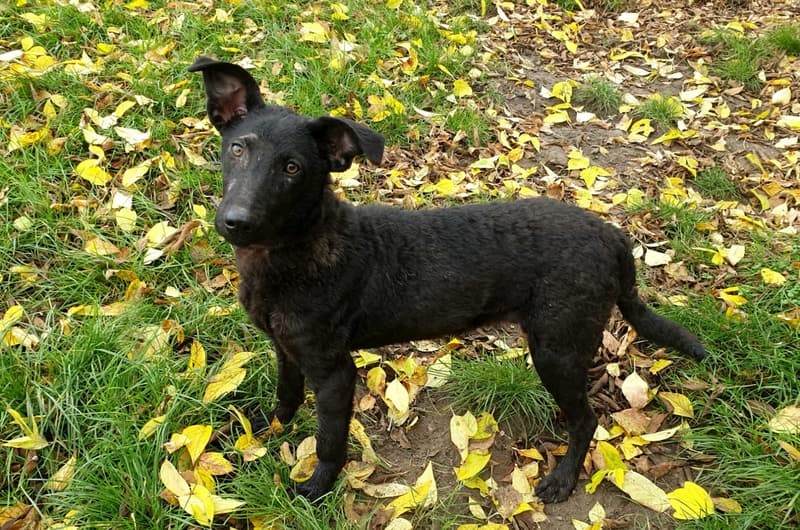 Hanni - - Bild 1
