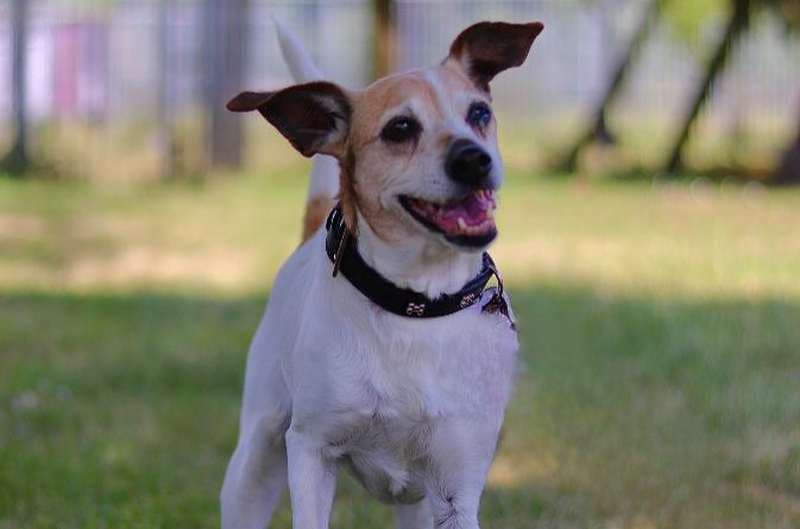 Josi - Jack Russell Terrier - Bild 1