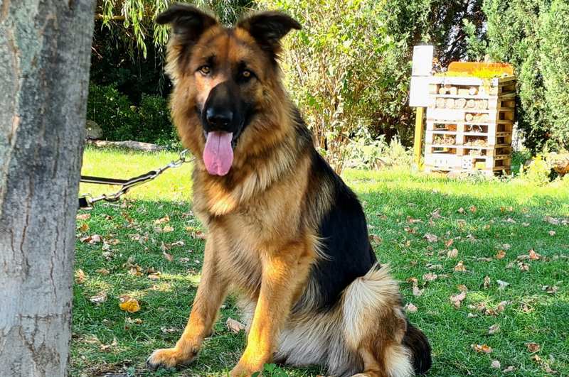 Suri - Deutscher Schäferhund - Bild 1