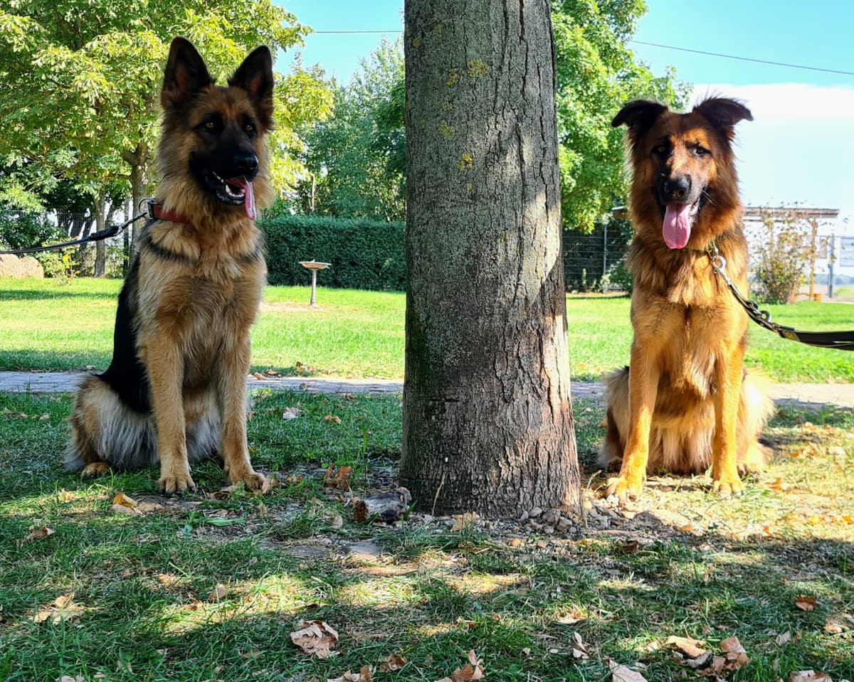 Suri - Deutscher Schäferhund - Bild 3