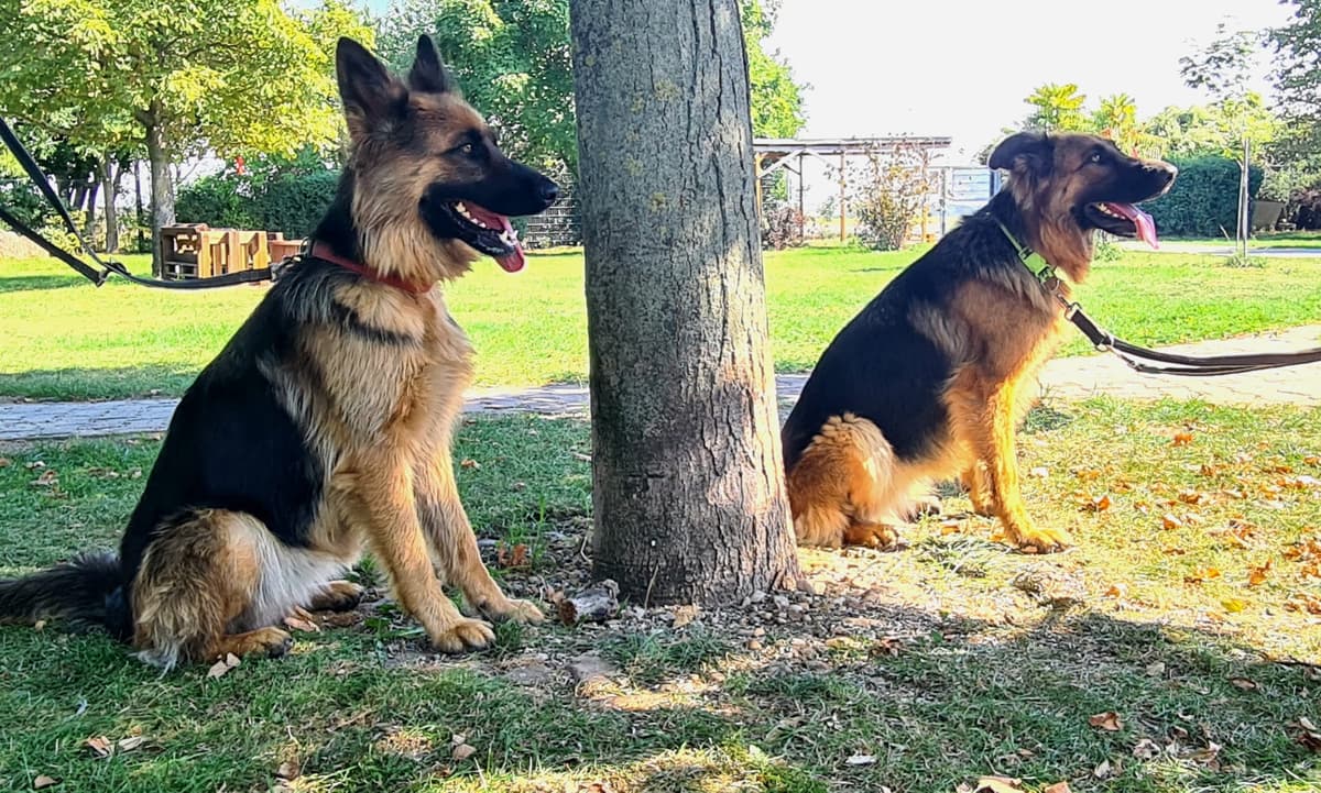 Suri - Deutscher Schäferhund - Bild 4