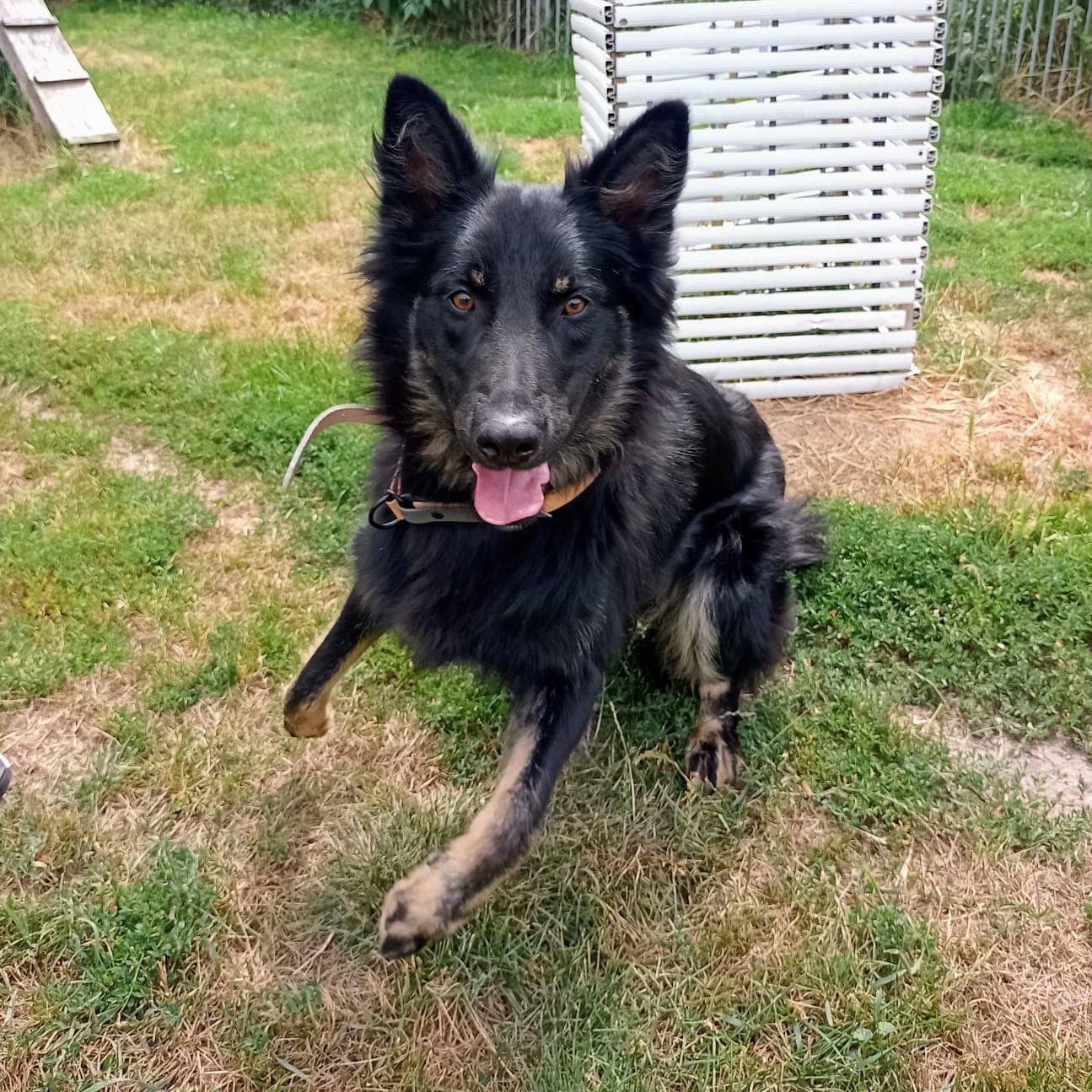 Spike - Deutscher Schäferhund - Bild 2