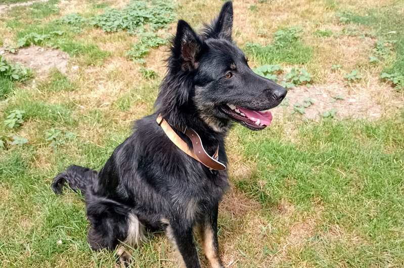 Deutscher Schäferhund-Mix Spike